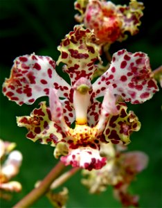 Cyrtopodium aliciae