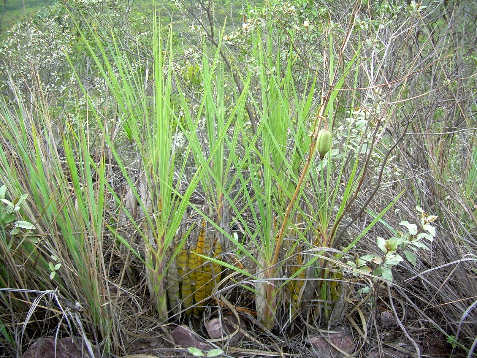 Cyrtopodium aliciae in situ