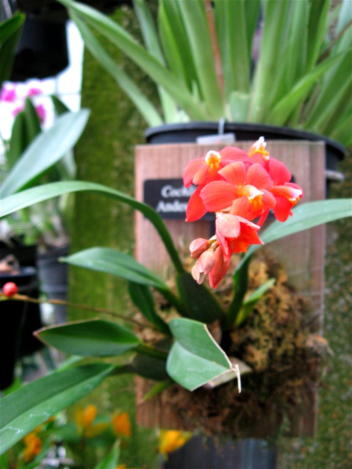 A picture of Cochlioda noezliana.