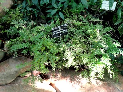 Asparagus madagascariensis specimen in the Jardin Botanique de Lyon, Parc de la Tête d'Or, Lyon, France. photo