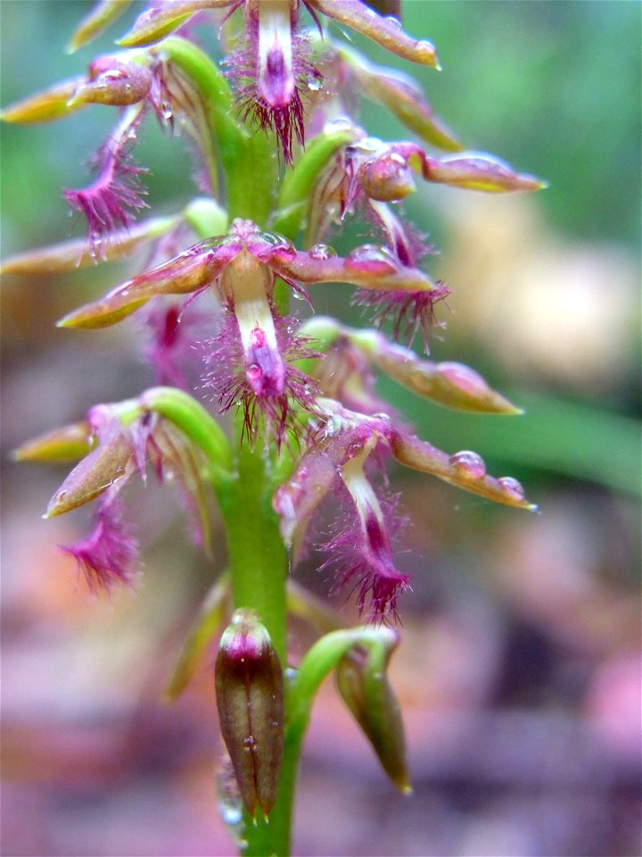 small orchid, Long Track, Ku-ring-gai Chase National Park, possibly Genoplesium fimbriatum