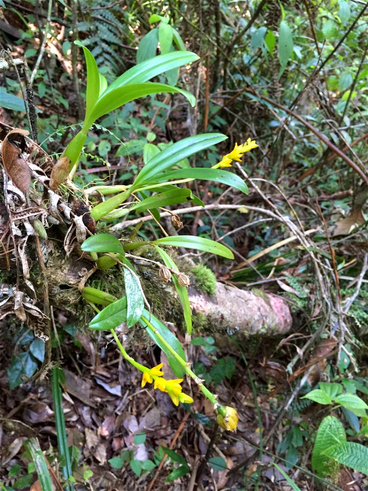 Bulbophyllum auriflorum