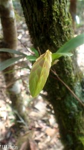 Bulbophyllum auriflorum