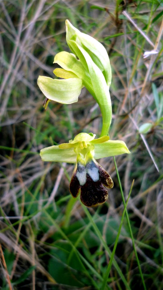 Ophrys fusca en floración en diciembre en el Monte Roldán - Cartagena (Spain)