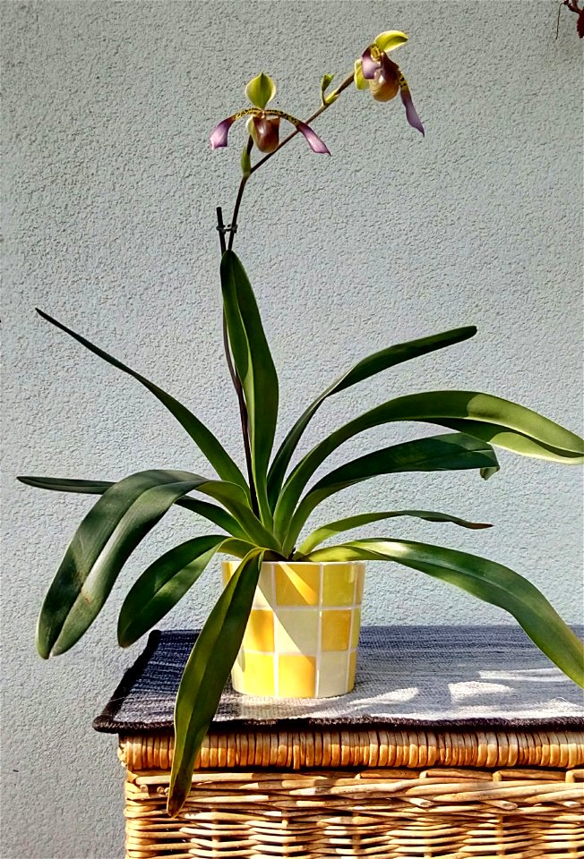 Location: Warsaw, Poland; my own plant