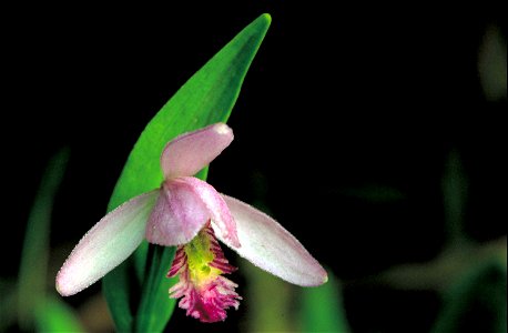 Image title: Close up of rose pogonia snake mouth orchid blossom pogonia ophioglossoides
Image from Public domain images website, http://www.public-domain-image.com/full-image/flora-plants-public-doma
