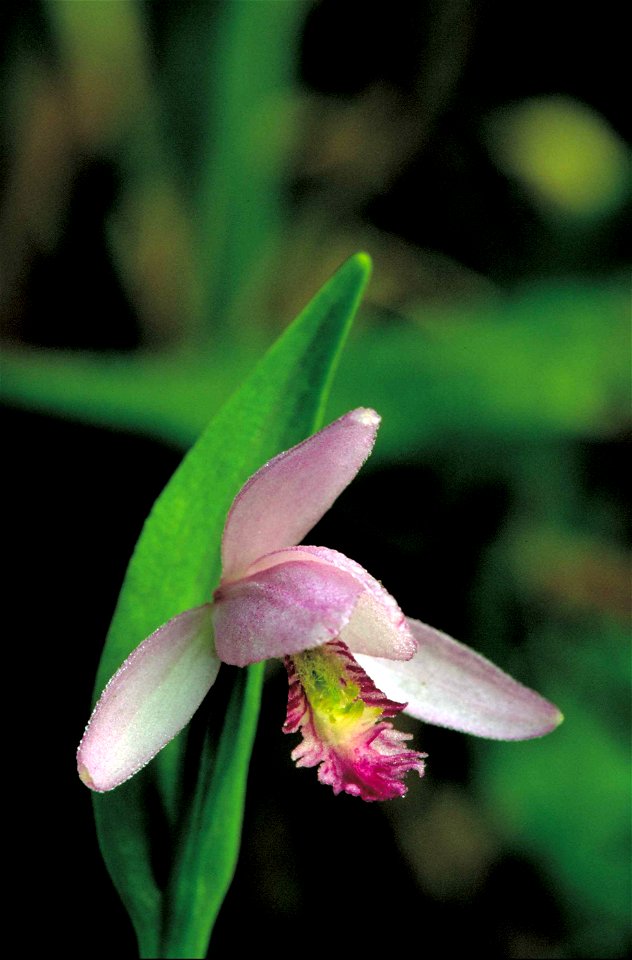 Image title: Snake mouth orchid flower pogonia ophioglossoides
Image from Public domain images website, http://www.public-domain-image.com/full-image/flora-plants-public-domain-images-pictures/flowers