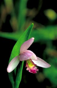 Image title: Snake mouth orchid flower pogonia ophioglossoides Image from Public domain images website, http://www.public-domain-image.com/full-image/flora-plants-public-domain-images-pictures/flowers photo