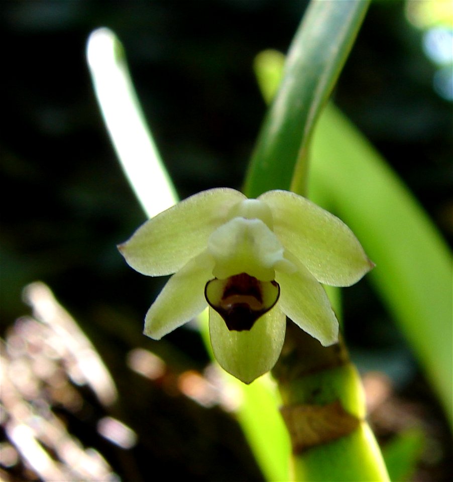 flor com 5/8mm - paulo lopes - sc - br