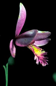 Image title: Pink orchid blossom also called snake mouth Image from Public domain images website, http://www.public-domain-image.com/full-image/flora-plants-public-domain-images-pictures/flowers-publi photo