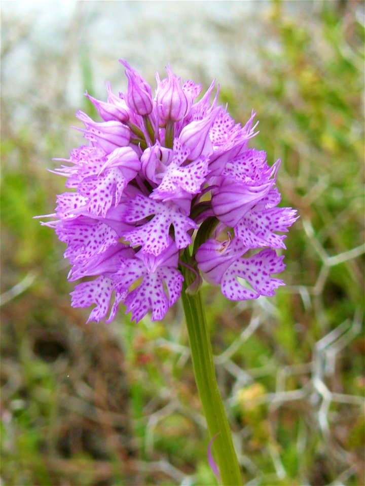 Three-toothed orchid (Neotinea tridentata) in the wilderness around Tartej, Jbeil District, Lebanon. – Three-toothed orchid, distributed across southern Europe from Spain to Turkey and the Lebanon; no