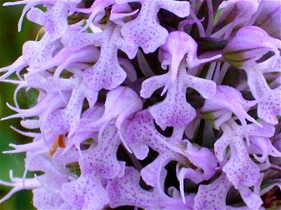 Orchis conica close up Campo de Calatrava, Spain
