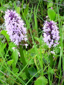 Orchis conica habit Campo de Calatrava, Spain