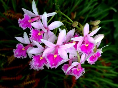 Epidendrum calanthum taken at Olbrich Botanical Gardens, Madison, WI.