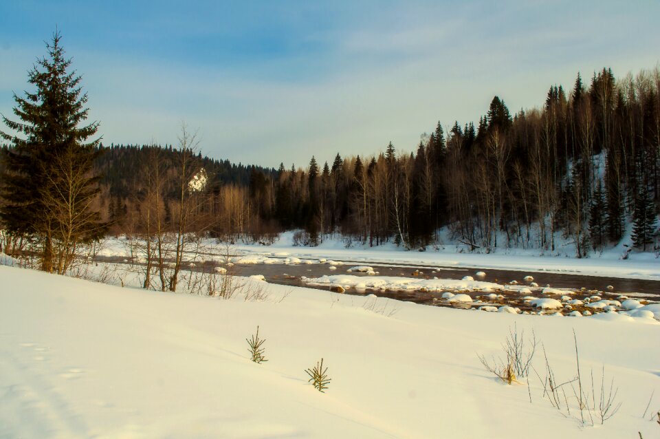 Wood coldly landscape