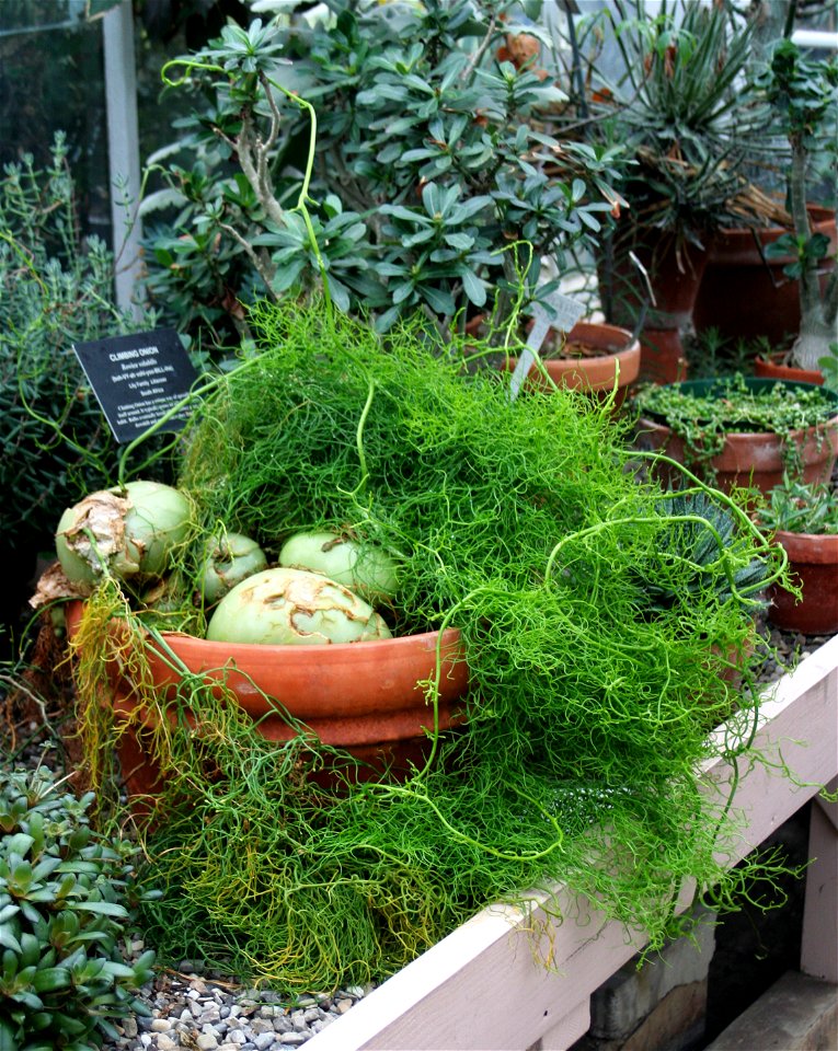 Bowiea volubilis (Climbing Onion) at the Buffalo and Erie County Botanical Gardens.