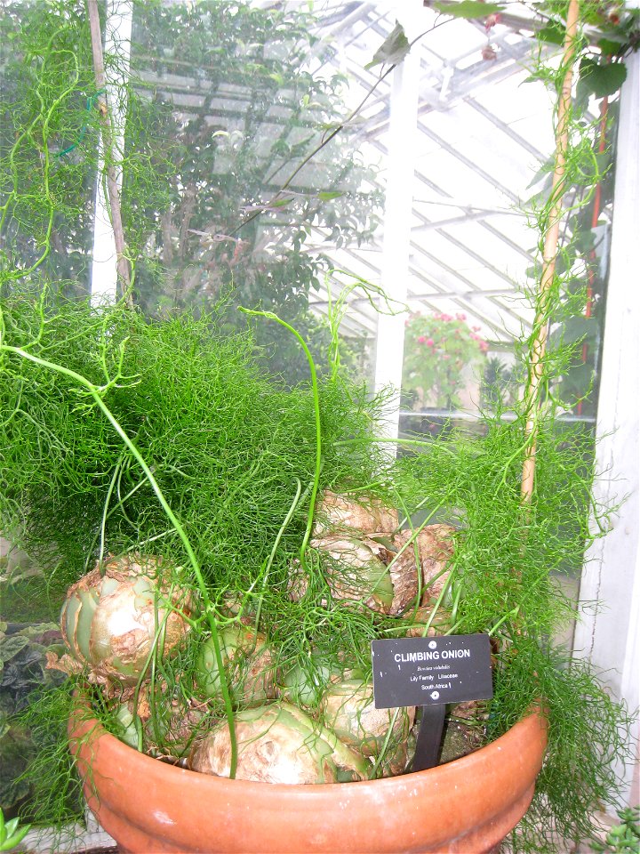 Bowiea volubilis specimen in the Buffalo and Erie Country Botanical Gardens, Buffalo, New York, USA.