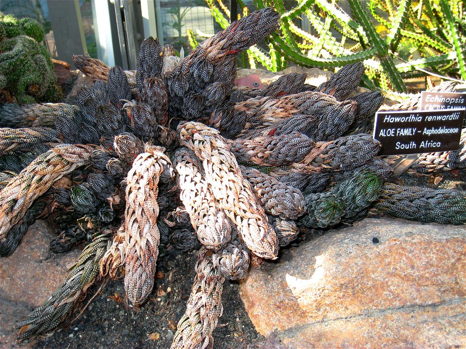 Haworthia renwardtii, in the United States Botanic Garden, Washington, DC, USA.