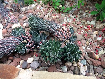 A photograph of Haworthia reinwardtii.