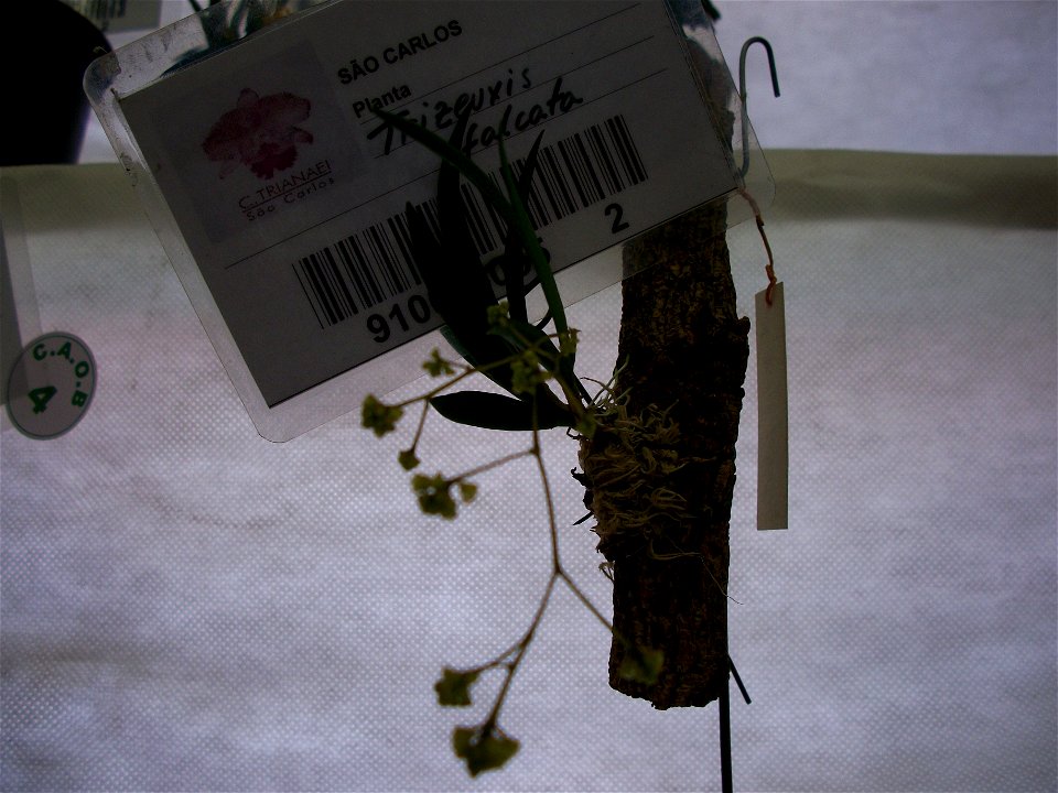 Trizeuxis falcata. Foto tirada durante o Encontro Nacional de Orquídeas.