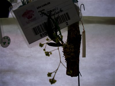 Trizeuxis falcata. Foto tirada durante o Encontro Nacional de Orquídeas.