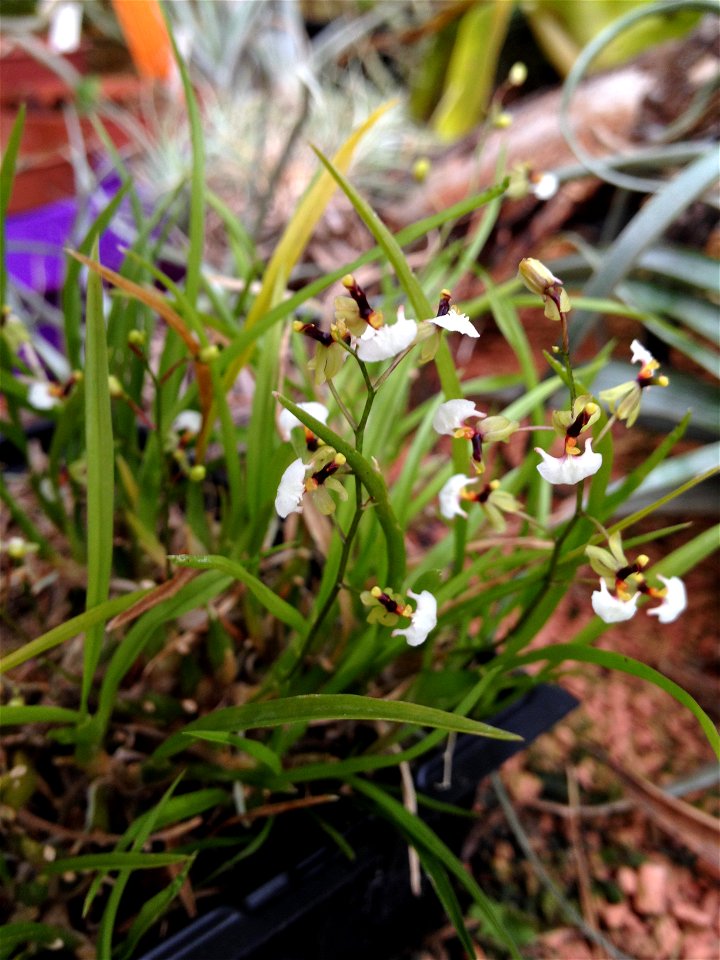 "Micro-Orchid" Ornithophora radicans (Syn. Sigmatostalix radicans, Ornithophora quadricolor, Gomesa radicans) in bloom. (Collection Andreae Kakteenkulturen, Otzberg-Lengfeld, Germany)