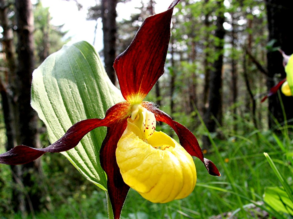 Cypripedium calceolus , pine forest, Vercors Massif, France