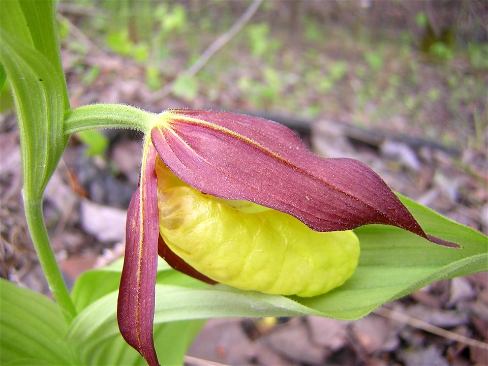 Cypripedium calceolus L. Flower. Russia, Ukhta. Венерин башмачок настоящий, цветок. Россия, Ухта.