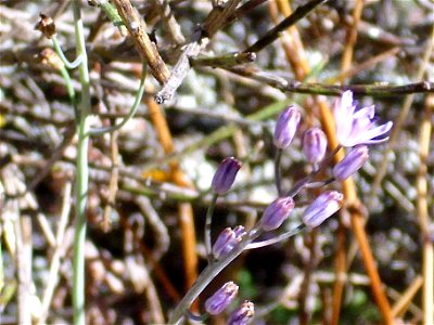 Scilla autumnalis blossom, Fresnedas river, Valle de Alcudia