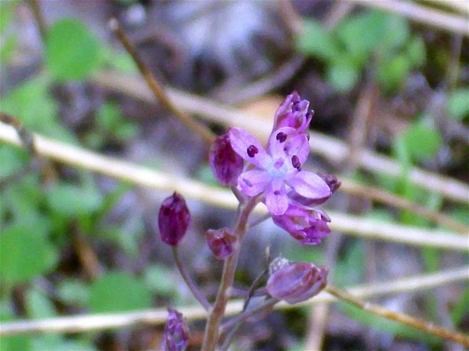 Scilla autumnalis flowers close up, Dehesa Boyal de Puertollano, Spain
