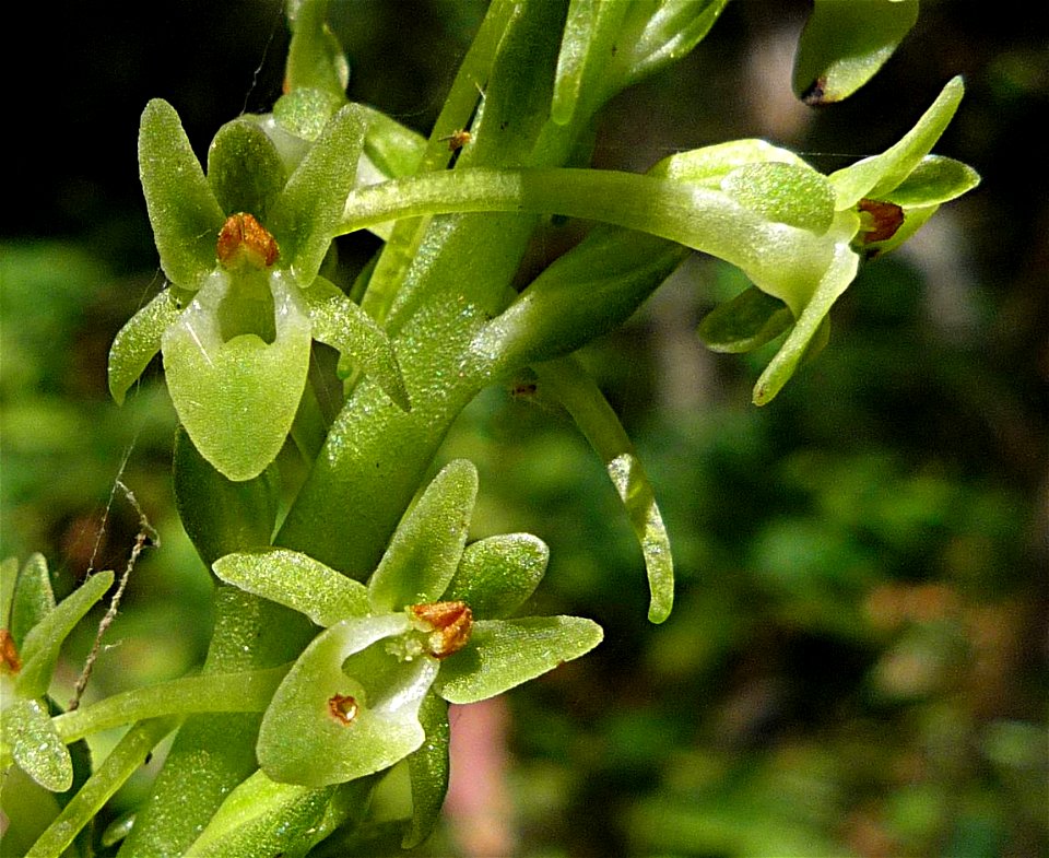 Flowers of the orchid  —  Michael's rein orchid.
Taken in mid-June on the historic Arroyo Burro Trail on the north side of the Santa Ynez Mountains, in Santa Barbara County, California.
Notes: Not blo