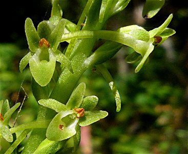 Flowers of the orchid  —  Michael's rein orchid.
Taken in mid-June on the historic Arroyo Burro Trail on the north side of the Santa Ynez Mountains, in Santa Barbara County, California.
Notes: Not blo