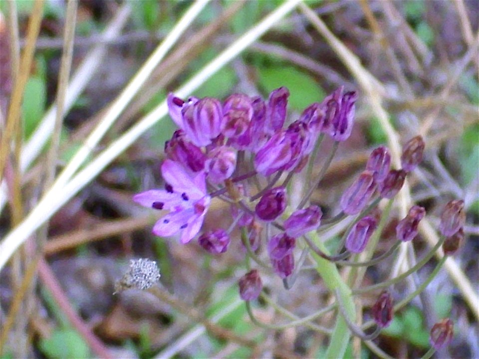 Scilla autumnalis flowers close up, Dehesa Boyal de Puertollano, Spain