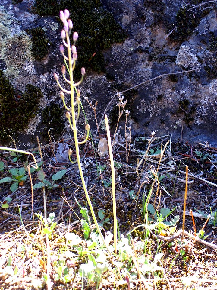 Scilla autumnalis habit, Fresnedas river, Valle de Alcudia
