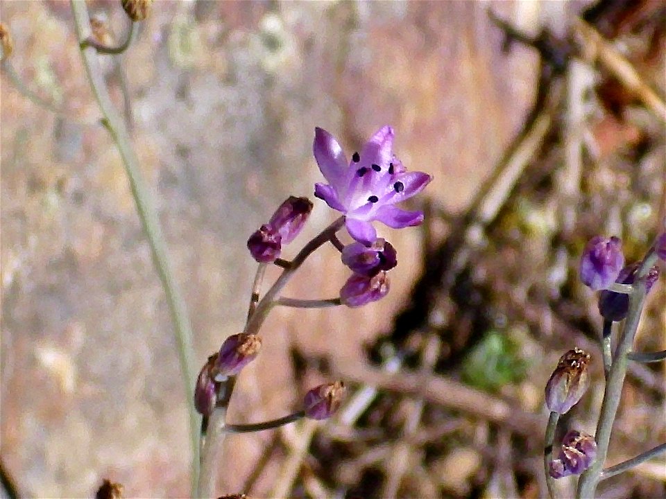 Scilla autumnalis flower close up, Fresnedas river, Valle de Alcudia