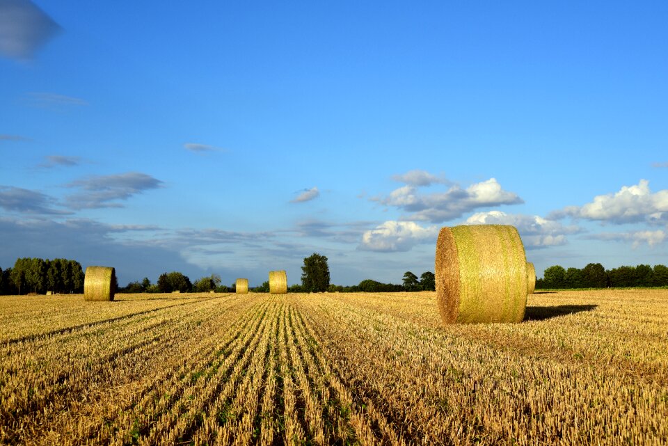 Field harvest nature