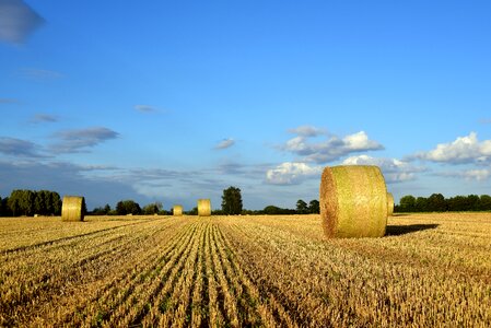 Field harvest nature