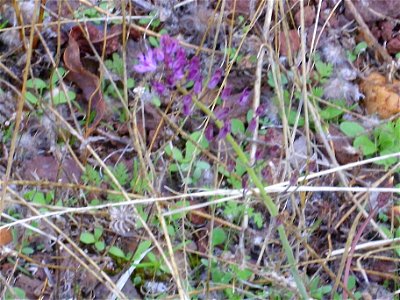 Scilla autumnalis inflorescence, Dehesa Boyal de Puertollano, Spain photo