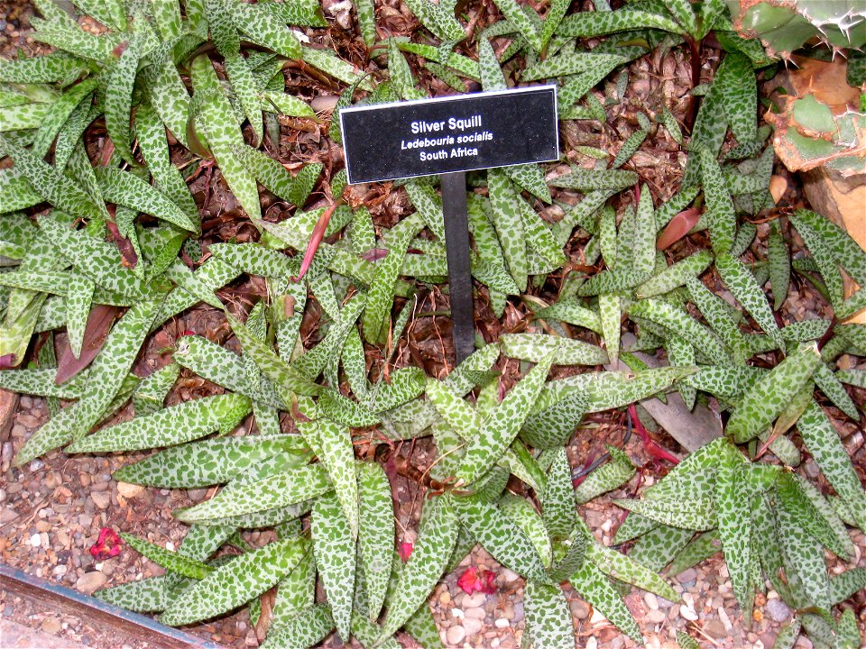 Ledebouria socialis in the Phipps Conservatory & Botanical Gardens, Pittsburgh, Pennsylvania, USA.