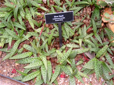Ledebouria socialis in the Phipps Conservatory & Botanical Gardens, Pittsburgh, Pennsylvania, USA.