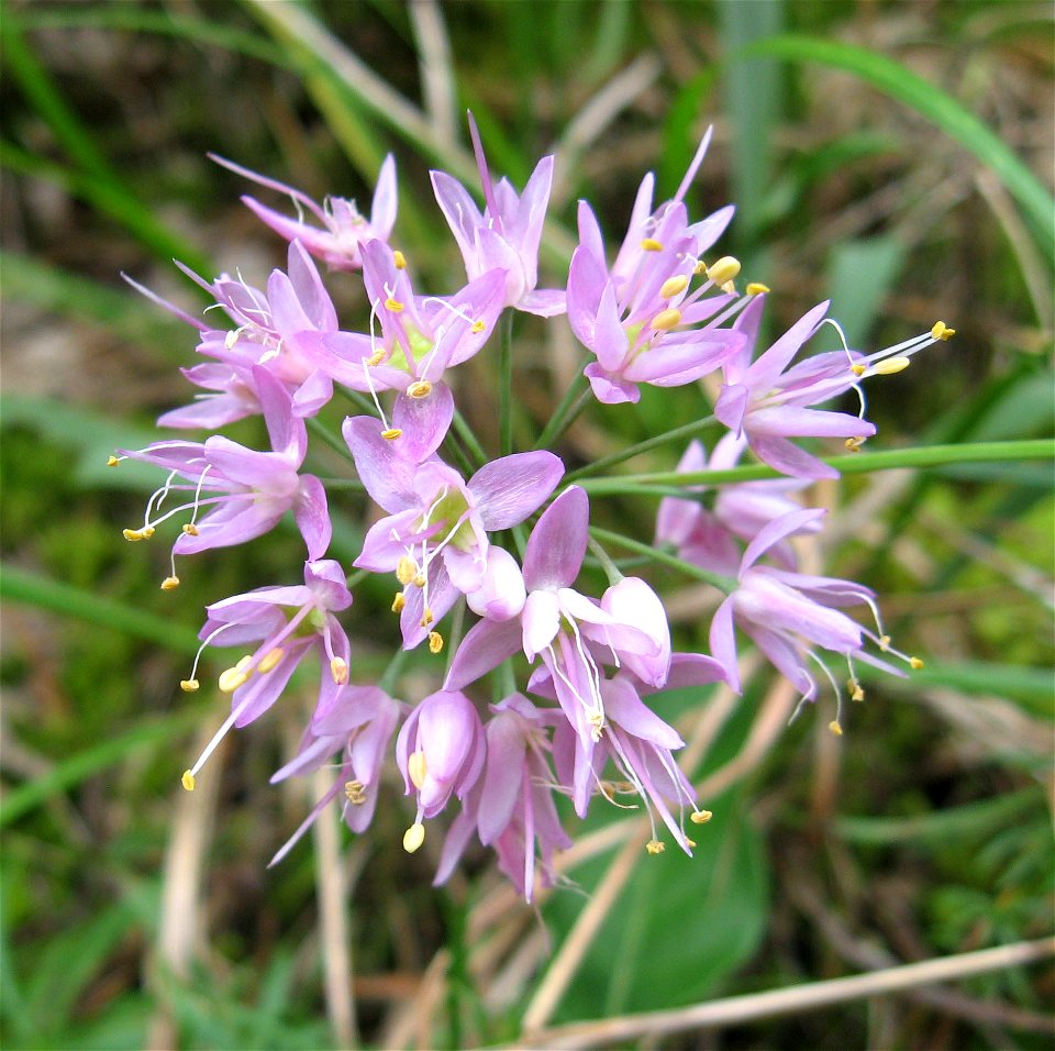 Allium stellatum at Flat Rock Cedar Glades and Barrens State Natural Area, Rutherford County. In cedar glade.