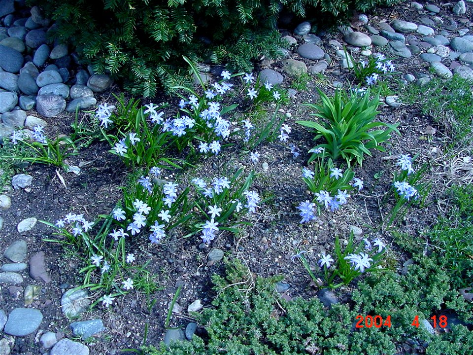 Chionodoxa (from grower's private photo collection).
en:commons:category:Hyacinthacea

en:commons:category:Flowers