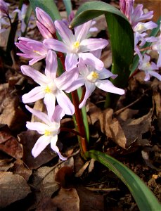 Scilla forbesii (Chionodoxa forbesii) cultivar 'Pink Giant'.

Growing in Ust-Labinsk, Krasnodar Krai.