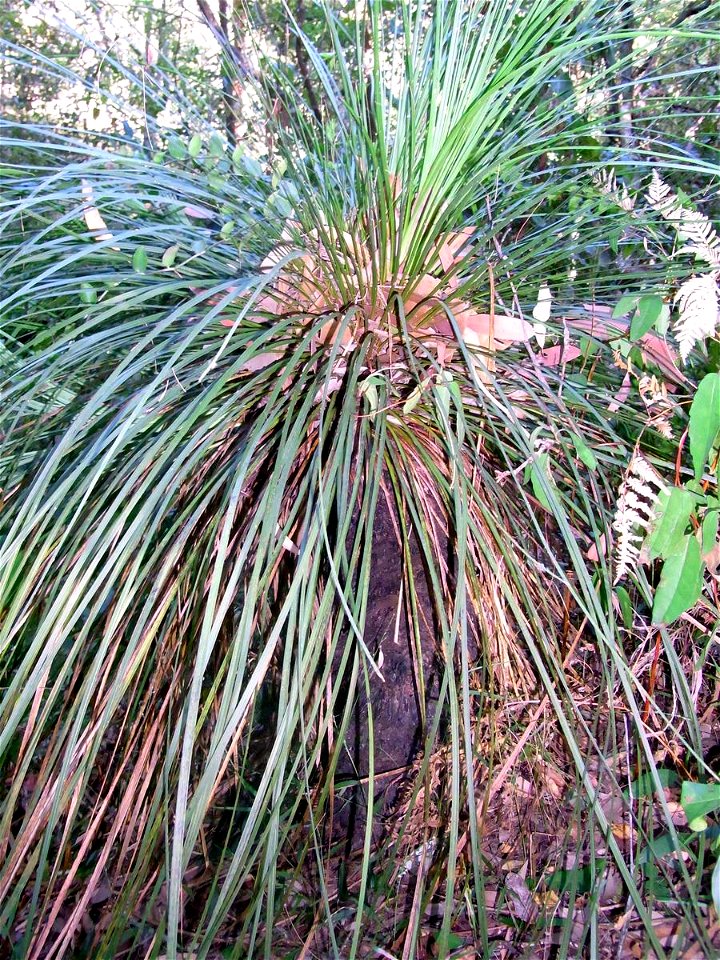 Xanthorrhoea Chatswood West, Australia. Likely to be X. arborea, leaves are 6 mm wide, remnant plant in moist rainforest ecotone. No fire here for over 60 years.