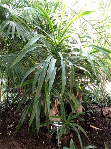 Dracaena aletriformis specimen in the Jardin Botanique de Lyon, Parc de la Tête d'Or, Lyon, France.