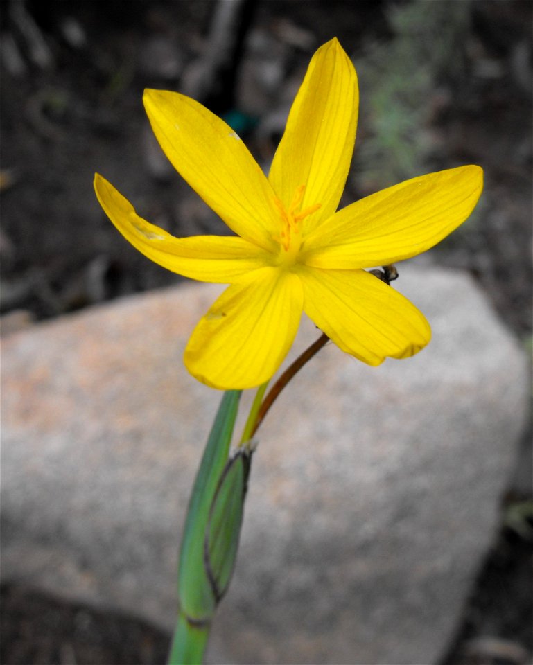 Sisyrinchium californicum at the Wild Animal Park, Escondido, California, USA. Identified by sign.