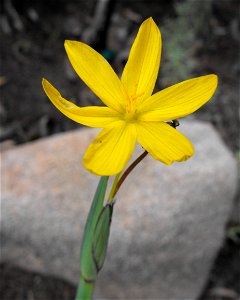 Sisyrinchium californicum at the Wild Animal Park, Escondido, California, USA. Identified by sign.