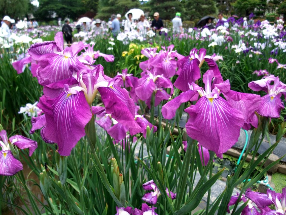 Iris ensata 'Horikiri-no-yume'