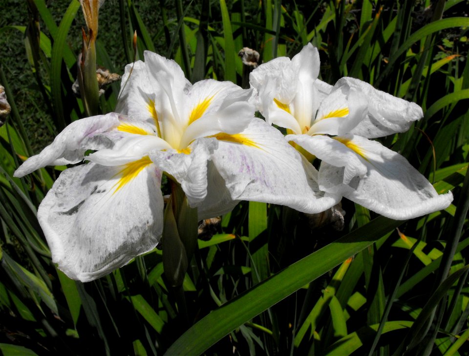Iris ensata 'Kogesha'.
At Descanso Gardens in La Cañada Flintridge, Southern California.
Identified by sign.