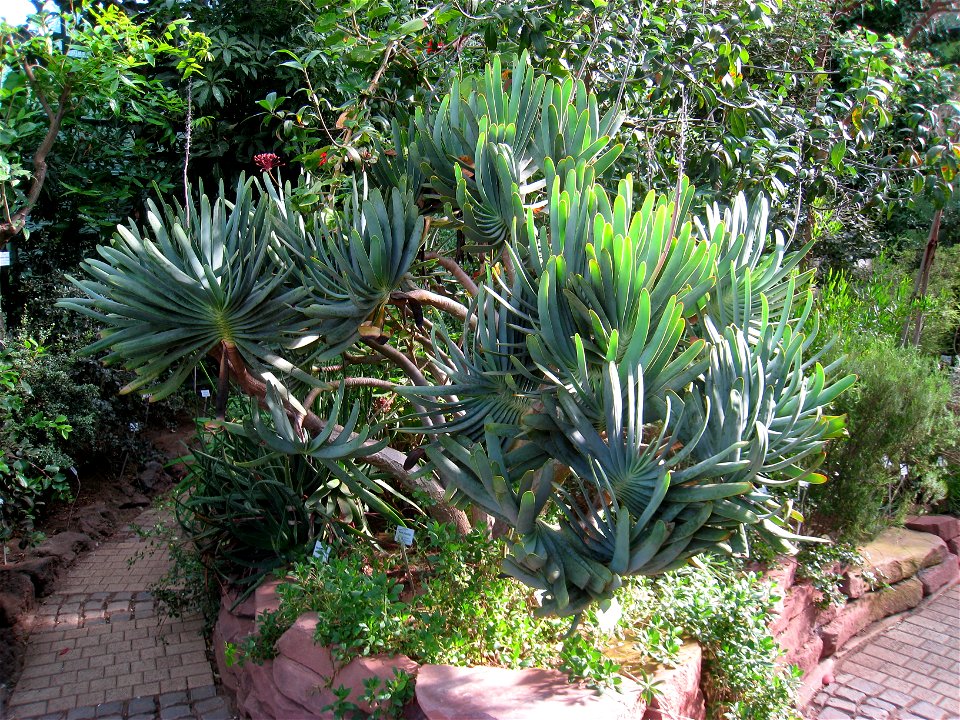 Aloe plicatilis in the Botanischer Garten der Universität Würzburg, Würzburg, Germany.